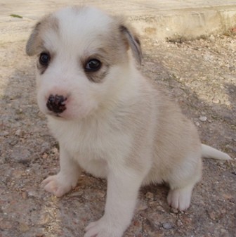 Por si os interesa o sabéis de alguien que le pueda interesar:

NECESITAMOS ACOGIDA URGENTE PARA QUE NO SEAN SACRIFICADOS

SON 11 BEBÉS HUSKY SIBERIANO DE MES Y MEDIO

POR FAVOR, REENVIAR


Dra. Minerva Gutiérrez Fides
TL 686934359